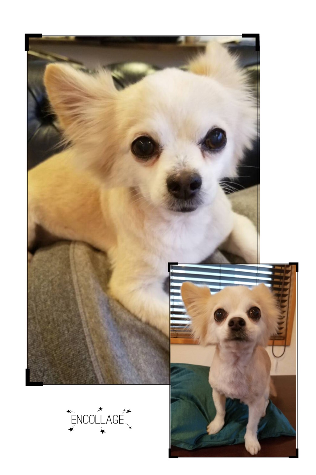 カット集 ページ 2 神奈川県茅ヶ崎市の愛犬のためのドッグサロン リーフ